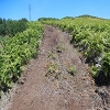 Plants: image 121 Of 208 Thumb